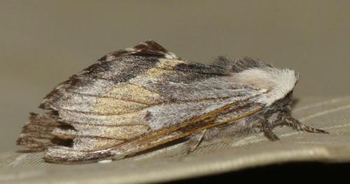 Harpyia milhauseri